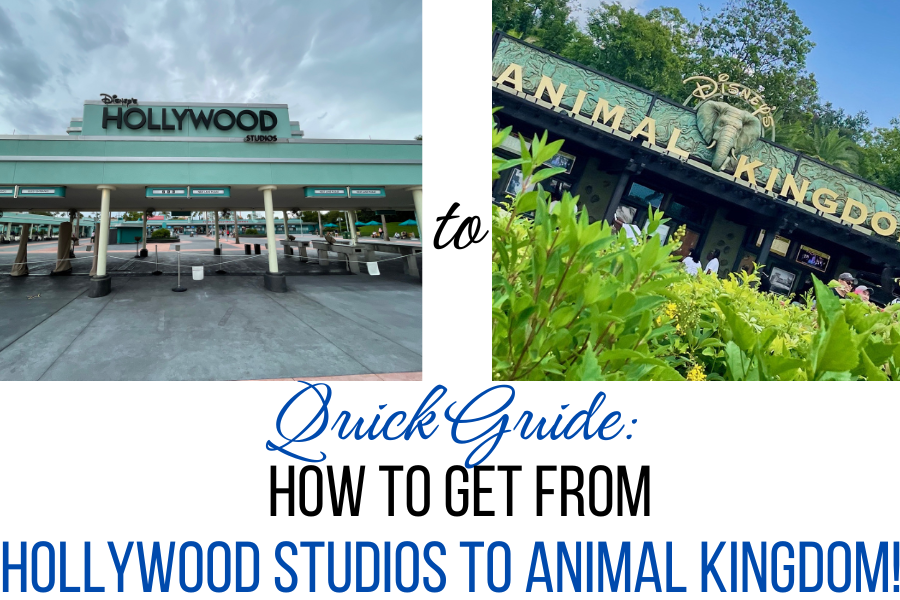 Hollywood studios to animal kingdom entrance quick guide 